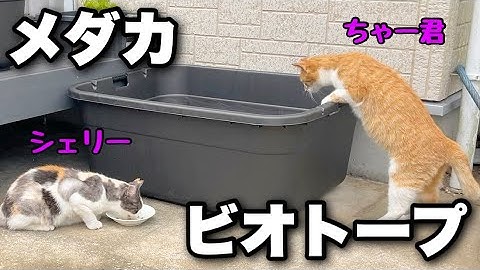 大きなタライでメダカビオトープを作る！暑い季節に猫も安心！