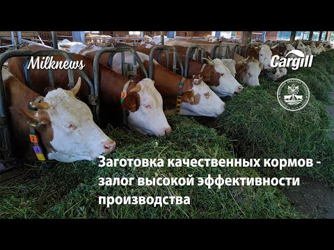 Заготовка качественных кормов - залог высокой эффективности производства