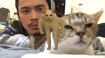 Cat and Owner Vibe Out to YOGSCAST "Welcome to YogLabs" Original Song |  Cursed cat meme yogs drama