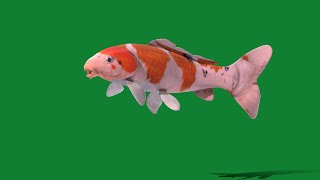 Nishikigoi Koi Carp Fish by Nyilonelycompany 52 views 3 weeks ago 20 seconds