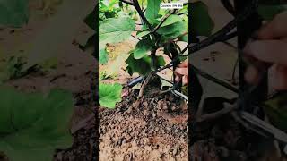 🍆 Precision Garden Care: Trimming Low Branches for Maximum Eggplant Yield!