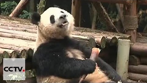 Two pandas arrive in Kunming, Yunnan province