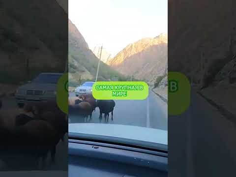 Самая большая овца в мире #душанбе #таджикистан #точикистон #shorts #бишкек