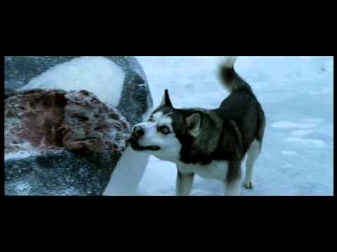 Vídeo: Estonianos Resgatam Lobo Do Gelo Pensando Que Era Um Lobo