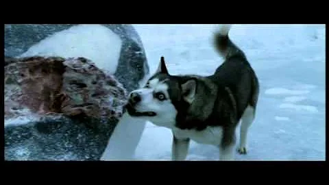 Quantos cachorros sobrevivem no filme Resgate Abaixo de Zero?