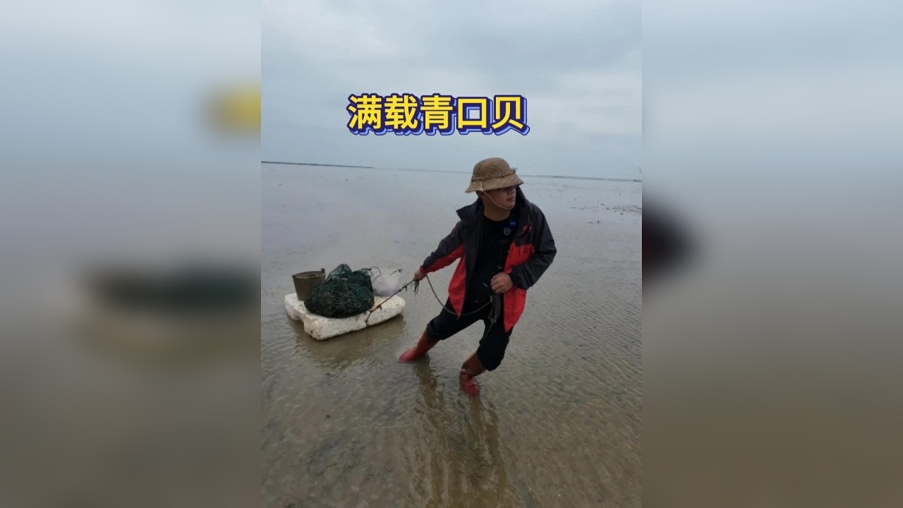 满载青口贝，根本拔不完。
