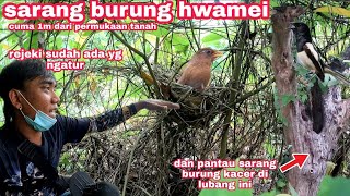 niatnya mantau sarang burung kacer di pohon jambu malah nemu sarang burung wambi