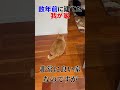 できるだけ気を付けてはいます　 #猫　#すずつむふう　#茶トラ