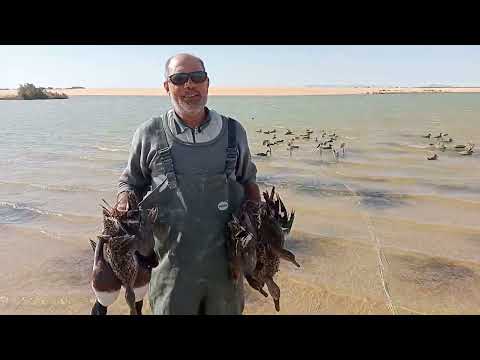 صيد بط الشرشير الحر 10 3 2023
