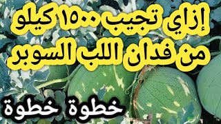 الطريقة الصحيحة للحصول علي أعلي إنتاج من فدان اللب السوبر تصل إلي طن ونصف للفدان