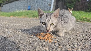 Feeding grey and tricolor kittens