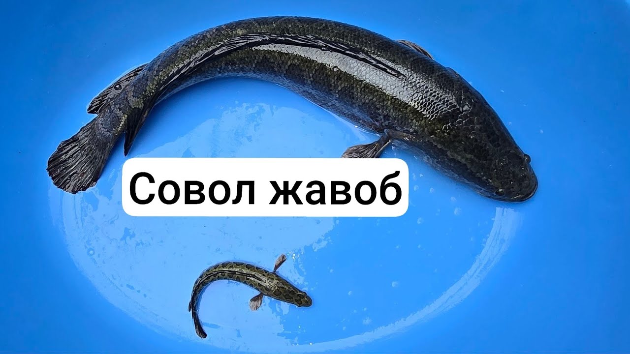 Илонбалк телеграмда 21 феврал 2026 совол жавоб.