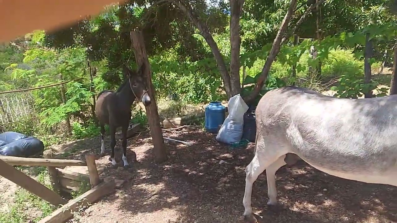 Aqui mora a marcha reserva do rancho farias #cavalo #muladeiros 