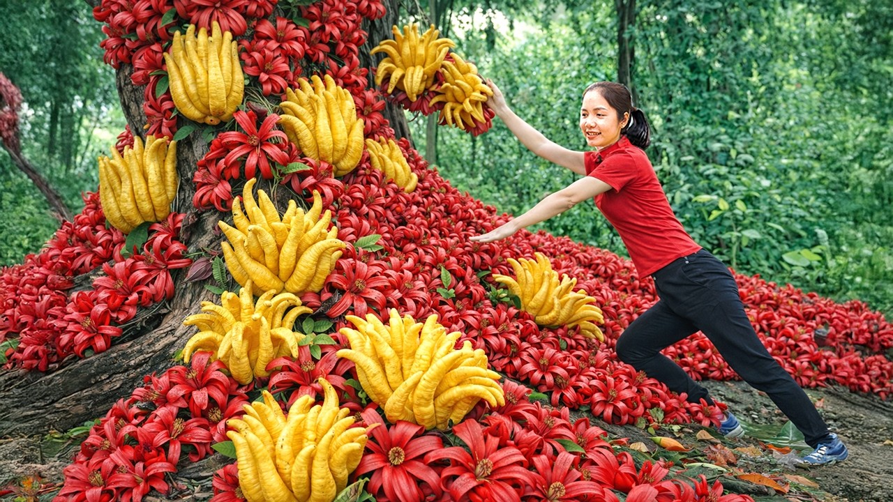Harvesting 1000+ Mutant Buddha's Hand In The Forest Go to Market Sell | Gardening & Cooking