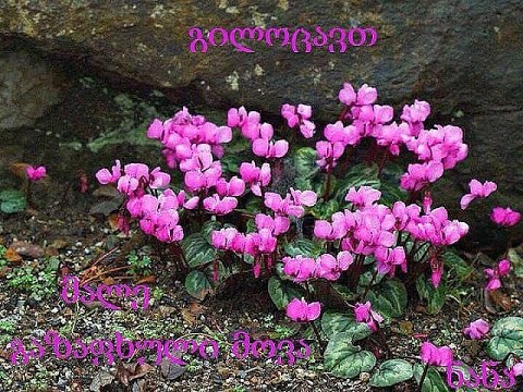 მალე  გაზაფხული მოვა გილოცავთ