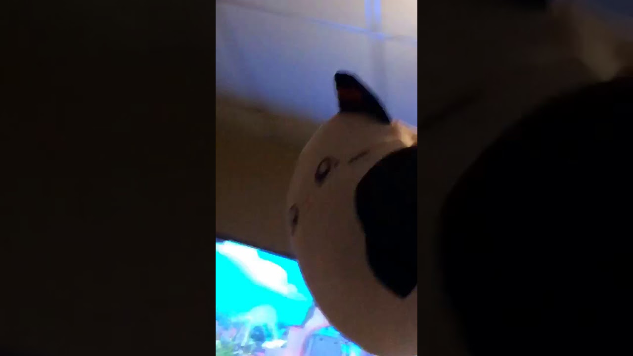 Como espantar ratas 🐀 de tu casa