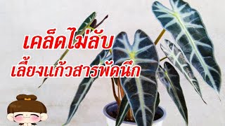 เคล็ดไม่ลับปลูกแก้วสารพัดนึกให้งาม