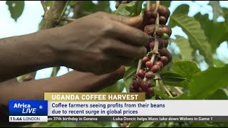 Ugandan farmers enjoy coffee boon as global prices surge