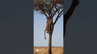 Wild Realm AI | Mountain Goat Knocks Predator From Tree in Unbelievable Escape