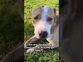Our shelter urgently needs help -$20 feeds one rescue dog for a full week. 🙏 Donate via link in bio