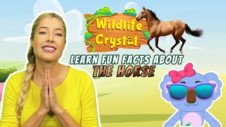 Horse Facts