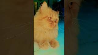 #cat #cutecat #shortsfeed #kitten
