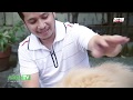 AGRITV November 10, 2019 Episode - HAPPY PETS - The Giant Breeds - Tibetan Mastiff