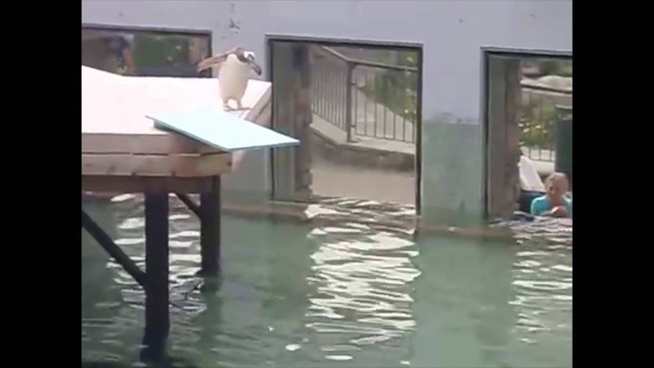 Inspira2atie - Penguin tries diving - YouTube
