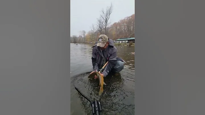Addie Brown Trout Oak Orchard River