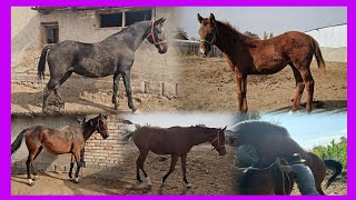 видео: Кого-нибудь интересует знаменитая линия Кахармана? картинка: Кого-нибудь интересует знаменитая линия Кахармана?