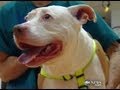 Pit Bull Saves Family During Home Invasion | CUTE ANIMALS (Episode 4)