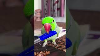 Mera Bhi Rista Kara Do #funny #indianringneckparrot #comedy