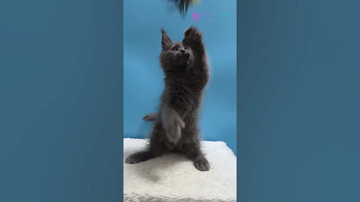 Video 11873561: polydactyl maine coon kitten, blue maine coon kitten, polydactyl girl maine coon, blue eyed maine coon, sweet maine coon, mainecoon