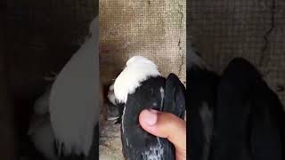 Two Baby"" Pigeon So Happy"" Very Very Nice Pigeon