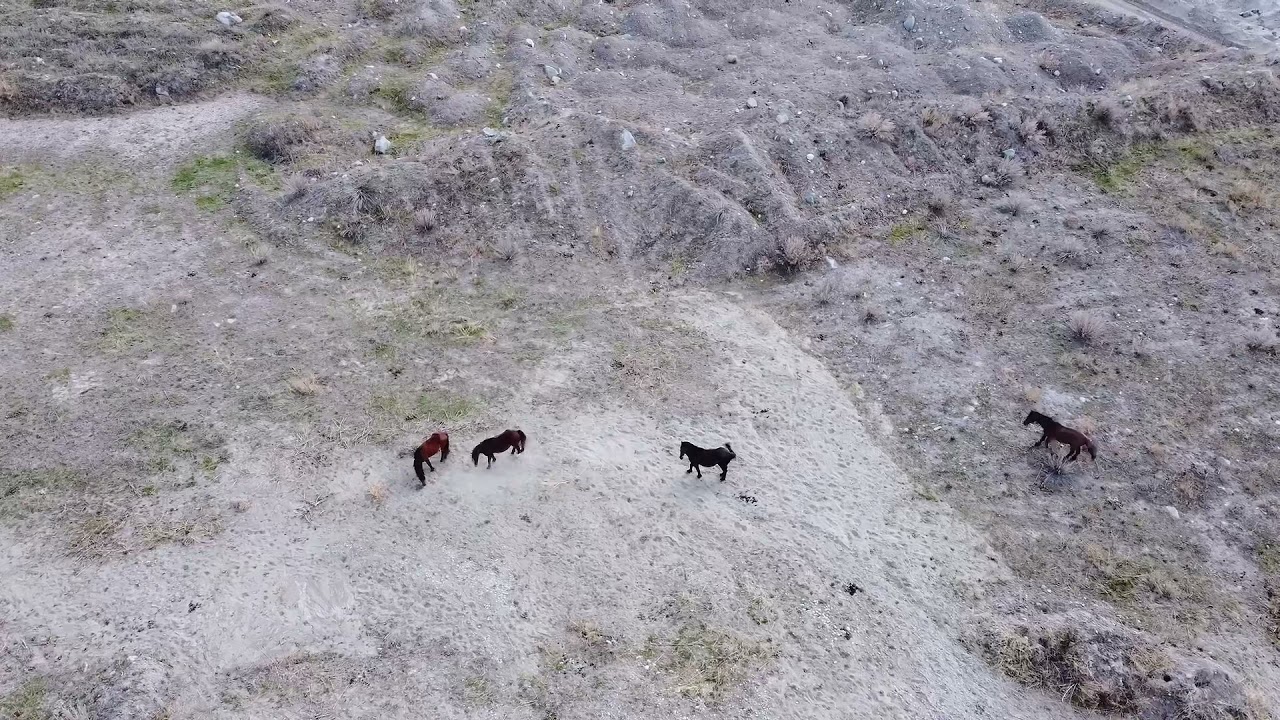 Drone footage of wild horses