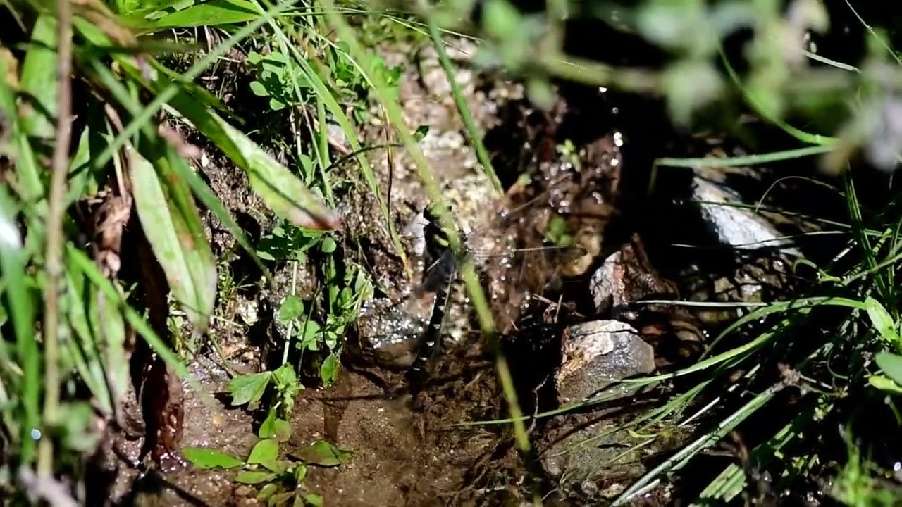 Cordulegaster bidentata