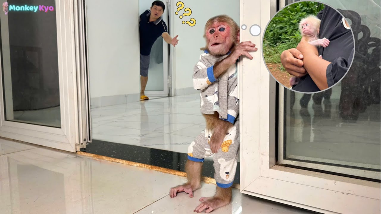 Kyo is sad and misses the baby monkey all night – Dad was so worried!