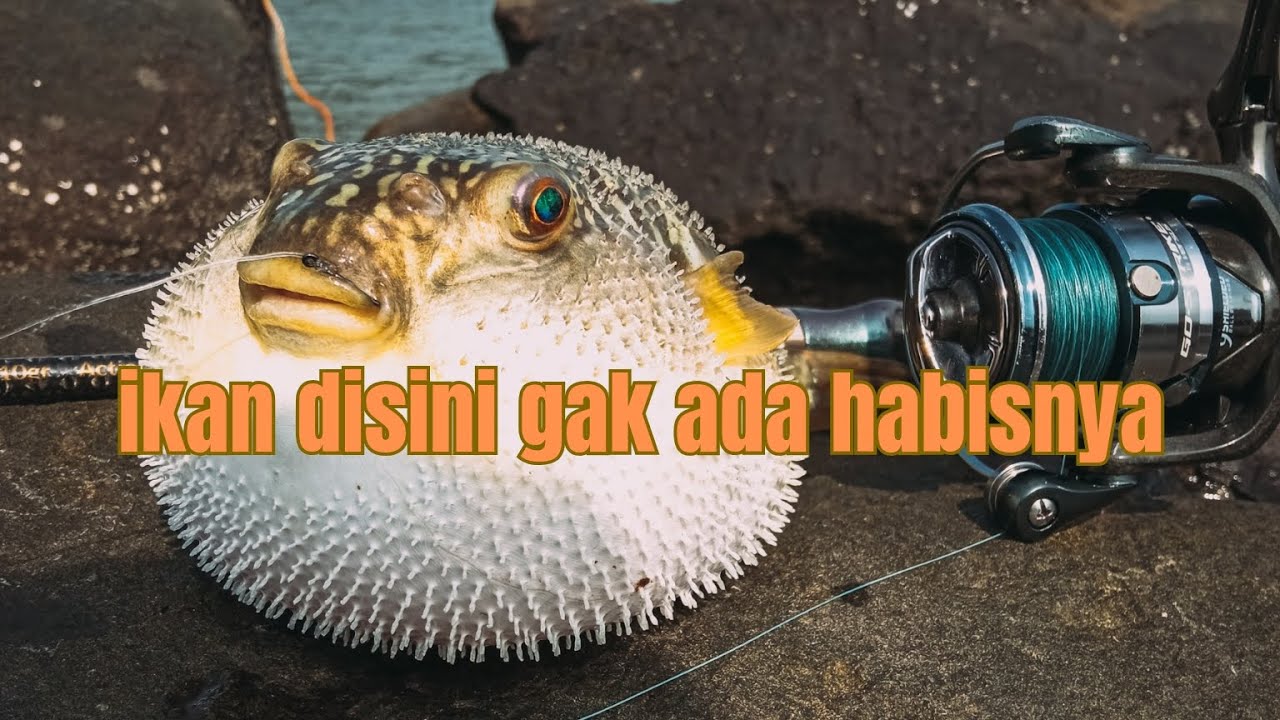 SPOT MANCING RUCAHAN DI SEMARANG, IKANNYA GAK ADA HABISNYA‼️