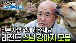 레전드만 모았다! 스님 머리 핥아주는 '츄파춥스 스님'부터 60마리 불공드리는 절 고양이까지! 귀여움 모아 한 번에 몰아보기┃석가탄신일┃한국기행┃#골라듄다큐