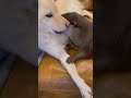 とうふにべったりカワウソきなこ #shorts