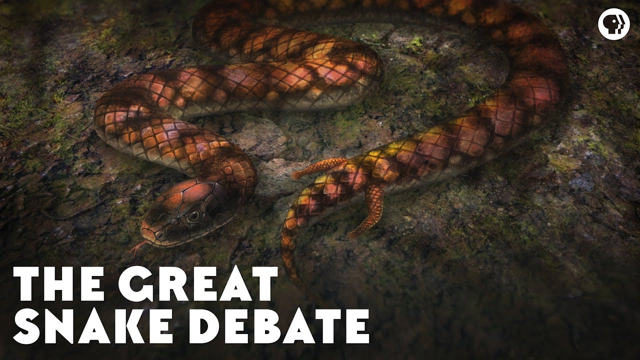⁣The Great Snake Debate