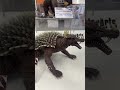 SHMA Anguirus On Display At Godzilladay SHMA Anguirus On Display At Godzilladay