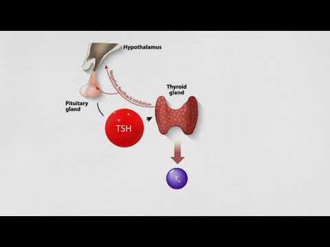 Video: T4-test: Hensikt, Prosedyre, Unormale Testresultater Og Mer