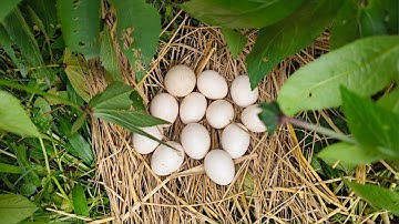 A successful experiment in hatching 12 duck egg under a hen