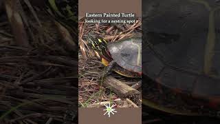 Painted Turtle Looking For Nesting Site