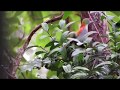 Superb Fruit-Dove (Ptilinopus superbus) feeding, Atherton Tablelands Birdwatchers&#39; Cabin, Wondecla