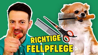 Fellwechsel & Fellpflege beim Hund - Wichtige Tierarzt Tipps!