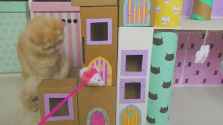 How to make Amazing house for cats and kittens from Cardboard. by Phong Nguyễn 1,183 views 2 years ago 10 minutes, 42 seconds