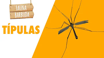 ¿Qué animal come más mosquitos?
