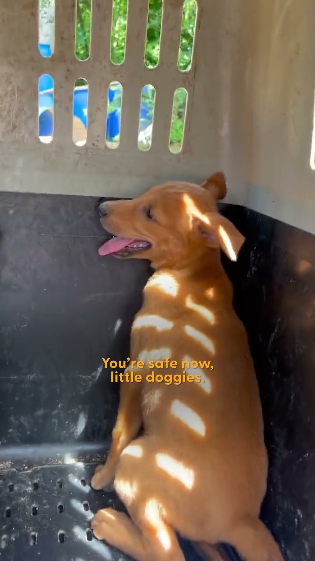 Scared Puppies Took Months To Trust Their Rescuers | The Dodo